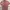 Uniqlo Minimalist Casual Polo shirt Pria pink photo 1