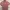Uniqlo Minimalist Casual Polo Shirt Pria Pink