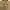 Uniqlo Minimalist Casual Polo shirt Pria tan photo 3