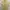 Uniqlo Minimalist Casual Polo shirt Pria yellow photo 1