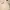 Vintage Streetwear Windbreaker Pria tan cream photo 2