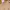 Sportswear Minimalist Fleece Pria tan cream photo 4