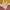 Sportswear Minimalist Fleece Pria tan cream photo 2
