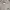 Converse Streetwear Skater Sweatshirt Pria gray photo 2