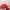 Beverly Hills Polo Club Casual Hat Pria red photo 4