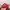 Beverly Hills Polo Club Casual Hat Pria red photo 3