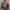 Converse Streetwear Casual Parka Pria burgundy photo 1