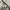 Polo Ralph Lauren Casual Harrington jacket Pria cream photo 4