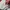 Adidas Vintage Y2K Windbreaker Pria white red photo 6