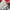 Adidas Vintage Y2K Windbreaker Pria white red photo 7