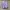 Columbia Streetwear Sportswear Parka Wanita purple photo 1