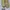 Converse Streetwear Sneakers Wanita white photo 5