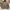 Uniqlo Streetwear Sportswear Windbreaker Pria cream photo 1