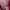 Coach Minimalist Casual Backpack Wanita tan pink photo 5