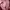 Coach Minimalist Casual Backpack Wanita tan pink photo 4