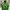Streetwear Sportswear Windbreaker Pria Green