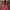 Limited Studio Luxury Tote bag Wanita red photo 1