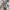 Adidas Sportswear Casual Pria multicolor photo 5