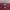 Just Cavalli Y2K Avant Garde Short Wanita Burgundy