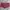 Just Cavalli Y2K Avant Garde Short Wanita Burgundy