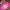 Jims Honey Minimalist Shoulder Bag Wanita Pink
