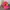 BASSO Streetwear Hat Pria Pink