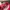 BASSO Streetwear Hat Pria pink photo 4