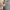 The North Face Sportswear Puffer jacket Pria gray photo 6