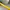 Wilson Sportswear Pria yellow photo 4