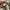 Dickies Indie Casual Sneakers Pria white khaki photo 4