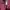 Carhartt Vintage Track jacket Wanita red photo 4