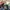 Dickies Gorpcore Casual Jeans Pria blue photo 4