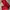 Adidas Streetwear Sportswear Tracksuit Pria red photo 1
