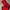 Adidas Streetwear Sportswear Tracksuit Pria Red