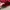 Disney Casual Sweater Pria burgundy photo 4