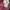Coach Luxury Casual Crossbody Bag Wanita burgundy photo 2
