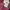 Coach Luxury Casual Crossbody Bag Wanita Burgundy