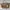 Coach Luxury Casual Handbag Wanita Tan Khaki