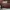 Coach Casual Shoulder bag Wanita tan khaki photo 8