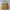 Coach Casual Shoulder bag Wanita tan khaki photo 1