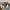 Coach Casual Shoulder bag Wanita tan khaki photo 7