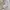 Luxury Minimalist Handbag Wanita Gold White