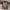 Alstyle Vintage Y2K T-shirt Pria Brown