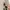 Ray Ban Casual Sunglass Wanita brown photo 2