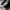 Adidas Sportswear Tracksuit Pria black photo 7
