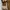 Burberry Vintage Y2K Shoulder Bag Wanita Tan Brown