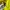 Nike Minimalist Puffer jacket Pria yellow photo 7
