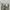 Dickies Casual Casual pants Pria khaki photo 3