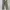 Dickies Casual Casual pants Pria khaki photo 2