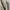 Dickies Casual Casual pants Pria khaki photo 8